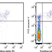 ارزیابی سلول های آپوپتوتیک و نکروتیک به روش رنگ آمیزی Annexin V-FITC/PI