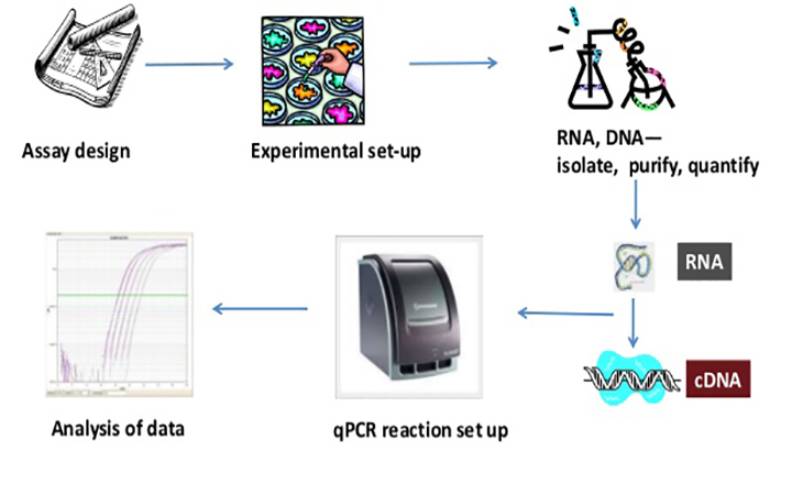 RT_PCR