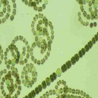 cyanobacteria-id