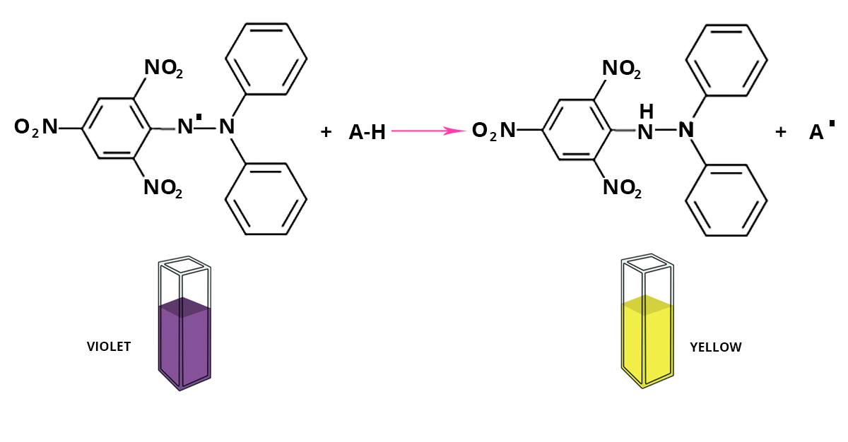 تغییر رنگ مولکول رادیکال DPPH در حضور خاصیت آنتی اکسیدانی